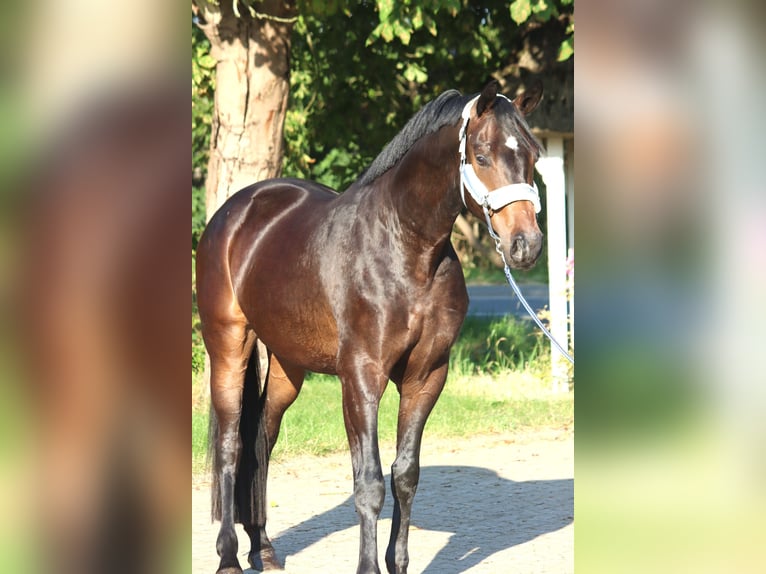 Koń hanowerski Wałach 3 lat 168 cm Gniada in Selsingen