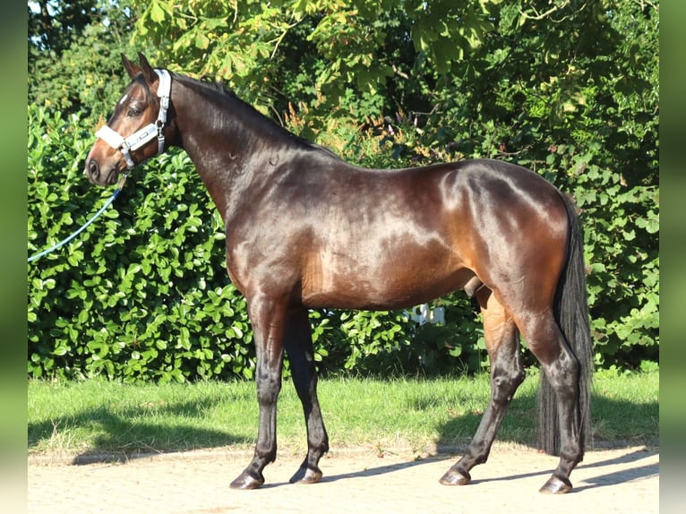 Koń hanowerski Wałach 3 lat 168 cm Gniada in Selsingen