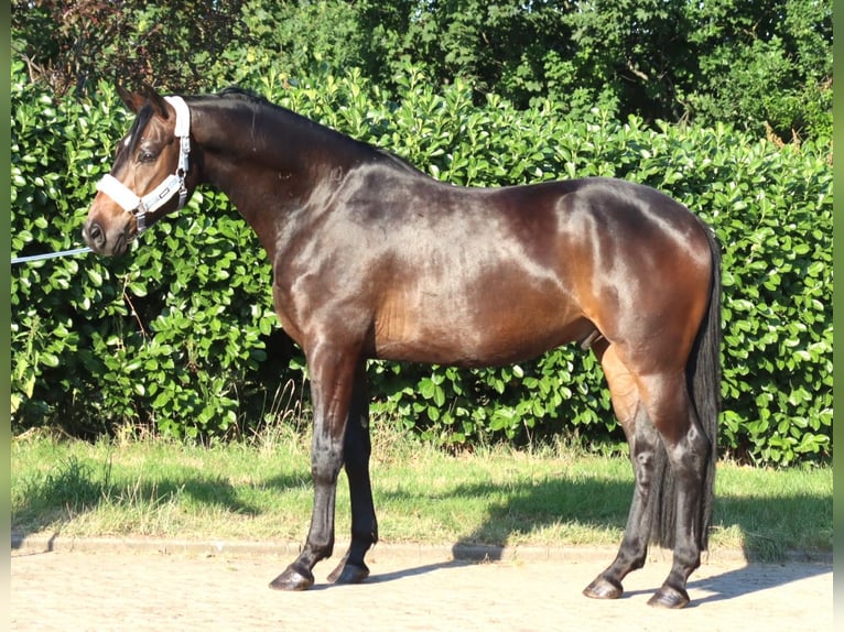 Koń hanowerski Wałach 3 lat 168 cm Gniada in Selsingen