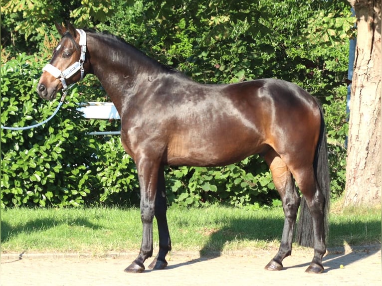 Koń hanowerski Wałach 3 lat 168 cm Gniada in Selsingen