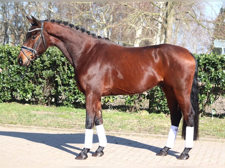 Koń hanowerski Wałach 3 lat 168 cm Gniada in Selsingen