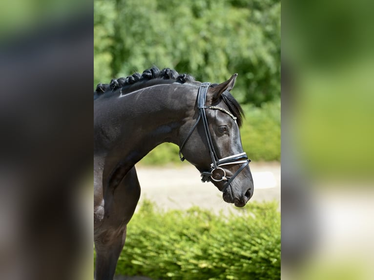 Koń hanowerski Wałach 3 lat 168 cm Kara in Visbek