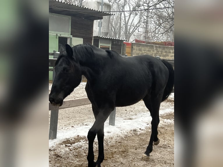 Koń hanowerski Wałach 3 lat 169 cm Kara in Wien