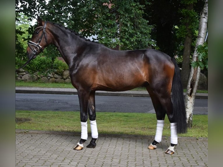 Koń hanowerski Wałach 3 lat 170 cm Ciemnogniada in Fredenbeck
