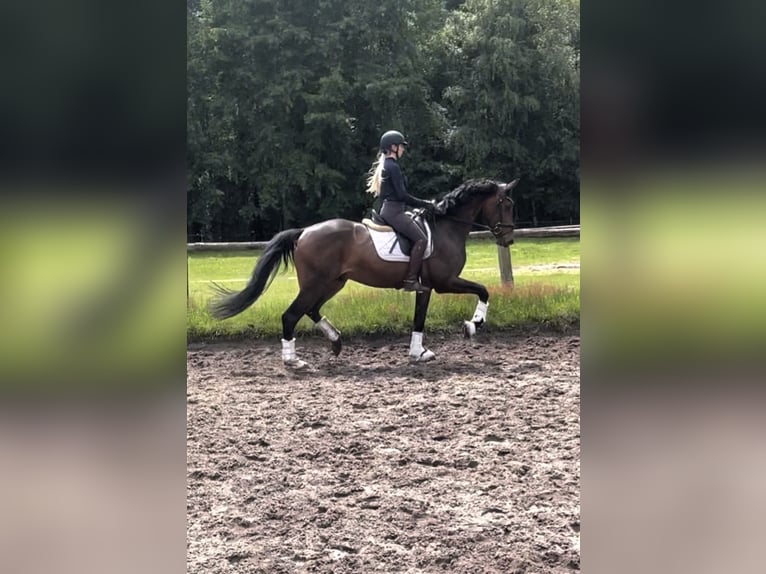 Koń hanowerski Wałach 3 lat 170 cm Ciemnogniada in Kirchlinteln
