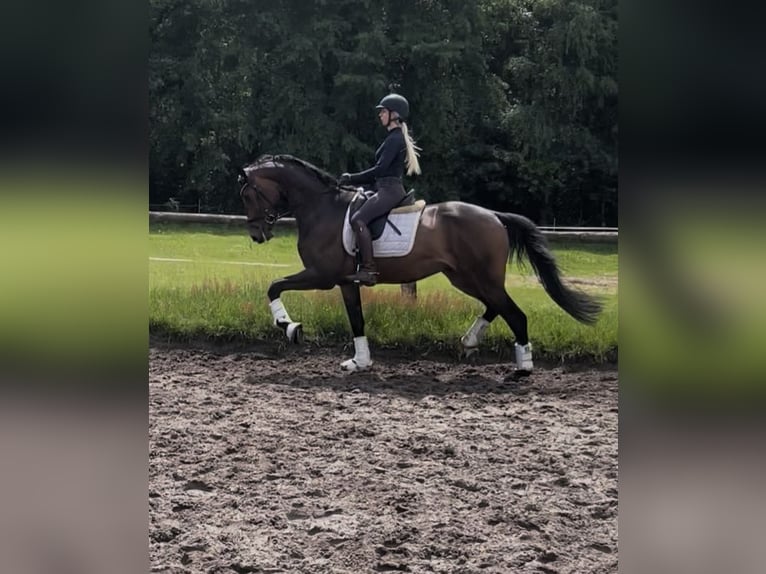 Koń hanowerski Wałach 3 lat 170 cm Ciemnogniada in Kirchlinteln