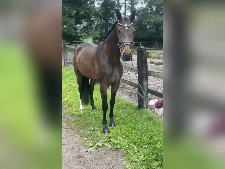 Koń hanowerski Wałach 3 lat 170 cm Ciemnogniada in Kirchlinteln