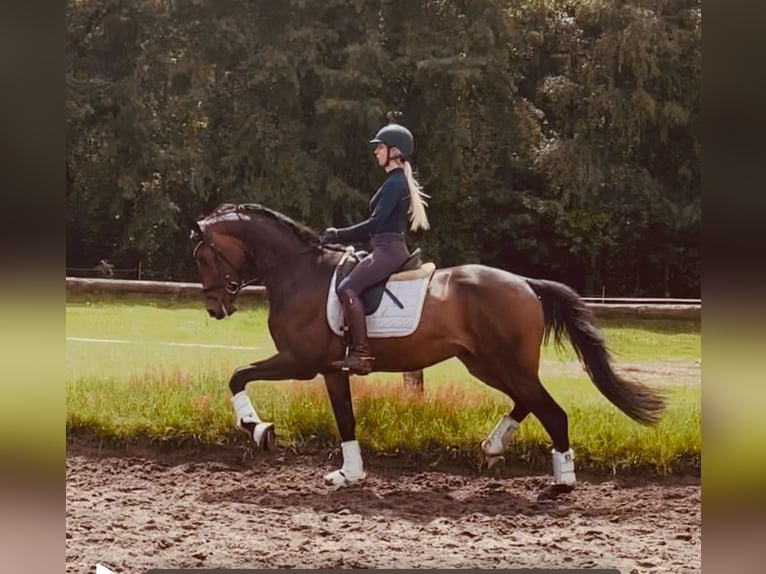 Koń hanowerski Wałach 3 lat 170 cm Ciemnogniada in Kirchlinteln