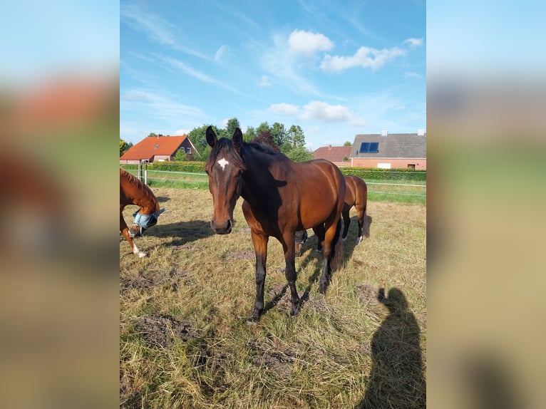 Koń hanowerski Wałach 3 lat 170 cm Gniada in S&#xFC;dbrookmerland