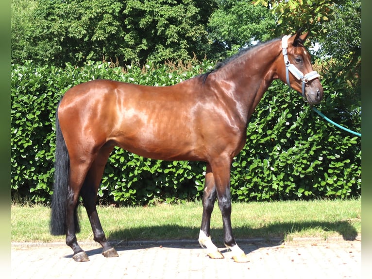 Koń hanowerski Wałach 3 lat 170 cm Gniada in Selsingen