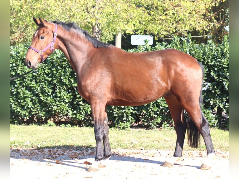 Koń hanowerski Wałach 3 lat 170 cm Gniada in Selsingen