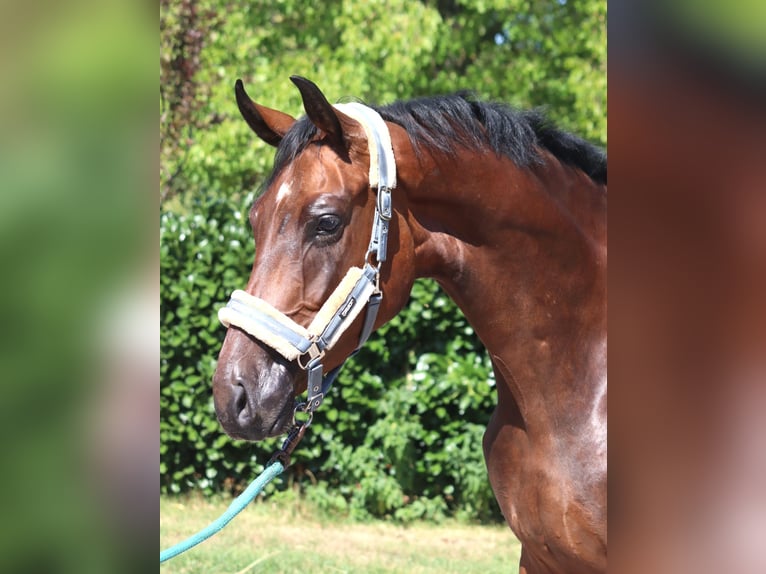 Koń hanowerski Wałach 3 lat 170 cm Gniada in Selsingen