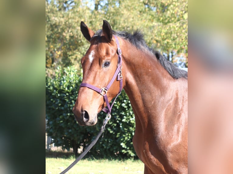Koń hanowerski Wałach 3 lat 170 cm Gniada in Selsingen