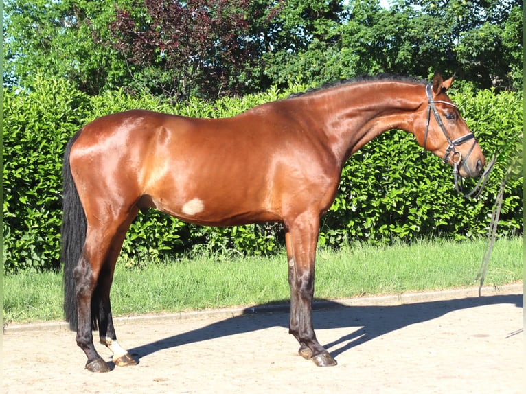 Koń hanowerski Wałach 3 lat 170 cm Gniada in Selsingen