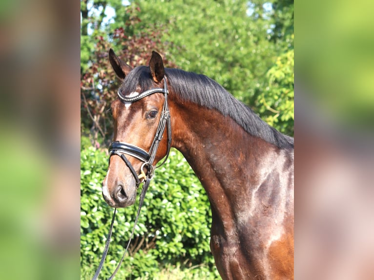 Koń hanowerski Wałach 3 lat 170 cm Gniada in Selsingen
