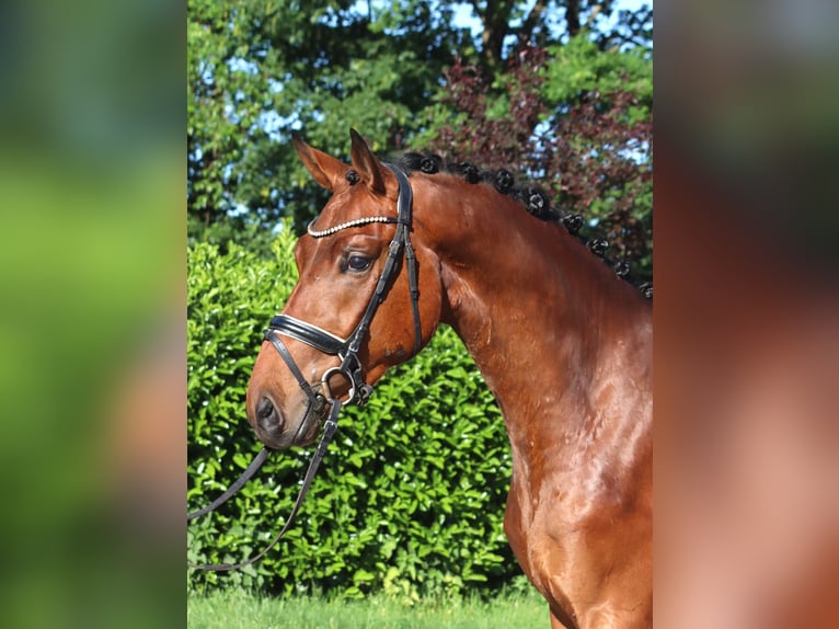 Koń hanowerski Wałach 3 lat 170 cm Gniada in Selsingen