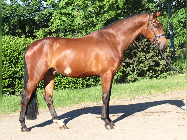 Koń hanowerski Wałach 3 lat 170 cm Gniada in Selsingen
