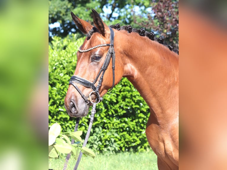 Koń hanowerski Wałach 3 lat 170 cm Gniada in Selsingen