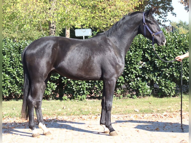 Koń hanowerski Wałach 3 lat 170 cm Kara in Selsingen