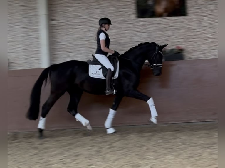Koń hanowerski Wałach 3 lat 170 cm Kara in Wehringenn