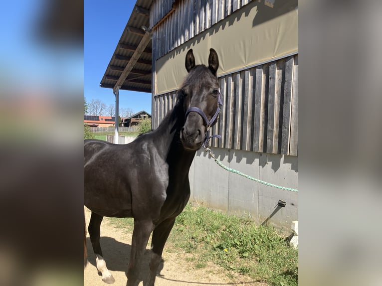 Koń hanowerski Wałach 3 lat 170 cm Skarogniada in Großtaxen