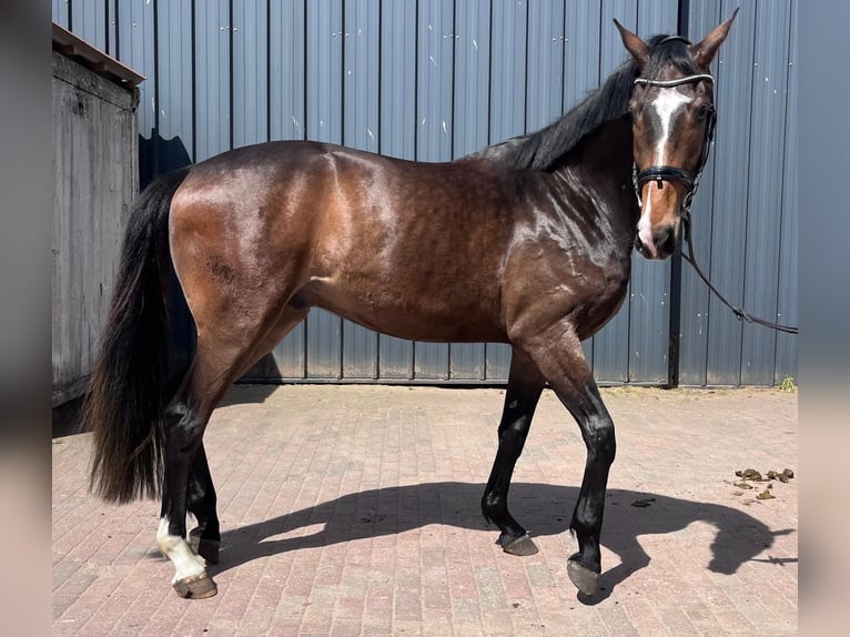 Koń hanowerski Wałach 3 lat 170 cm Skarogniada in Lentföhrden