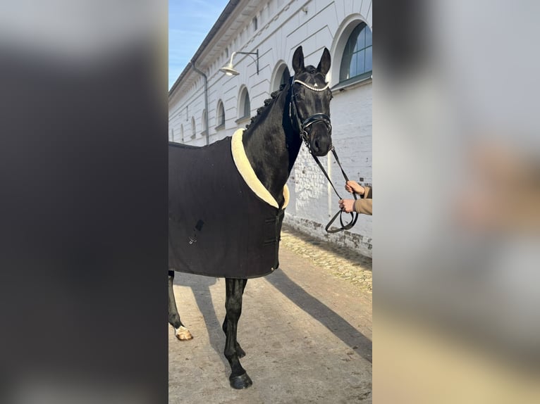 Koń hanowerski Wałach 3 lat 170 cm Skarogniada in WormsWorms