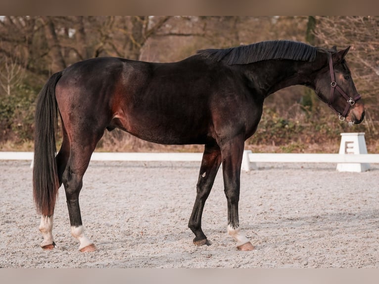 Koń hanowerski Wałach 3 lat 171 cm Ciemnogniada in Sankt Augustin