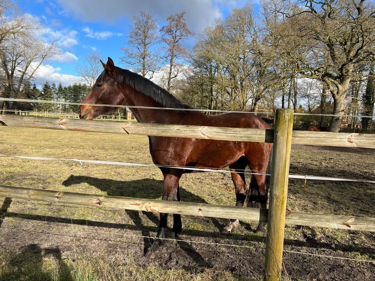 Koń hanowerski Wałach 3 lat 172 cm Ciemnogniada in Worpswede