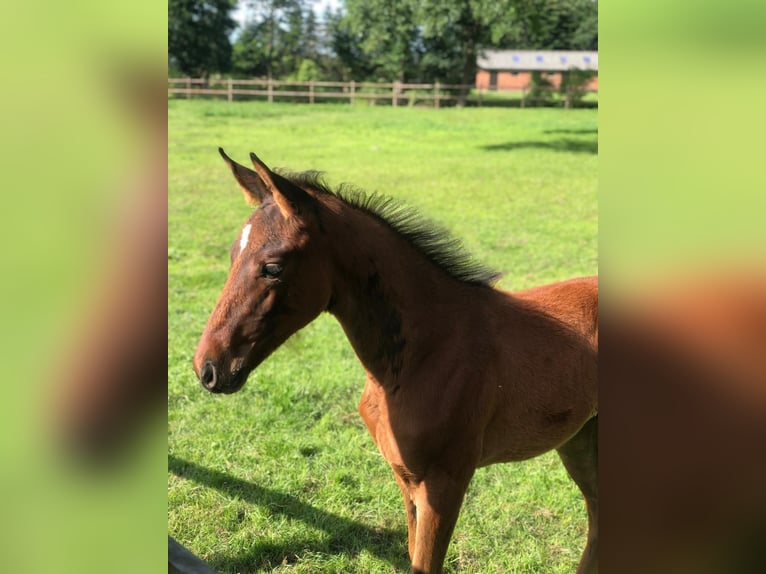 Koń hanowerski Wałach 3 lat 172 cm Ciemnogniada in Worpswede