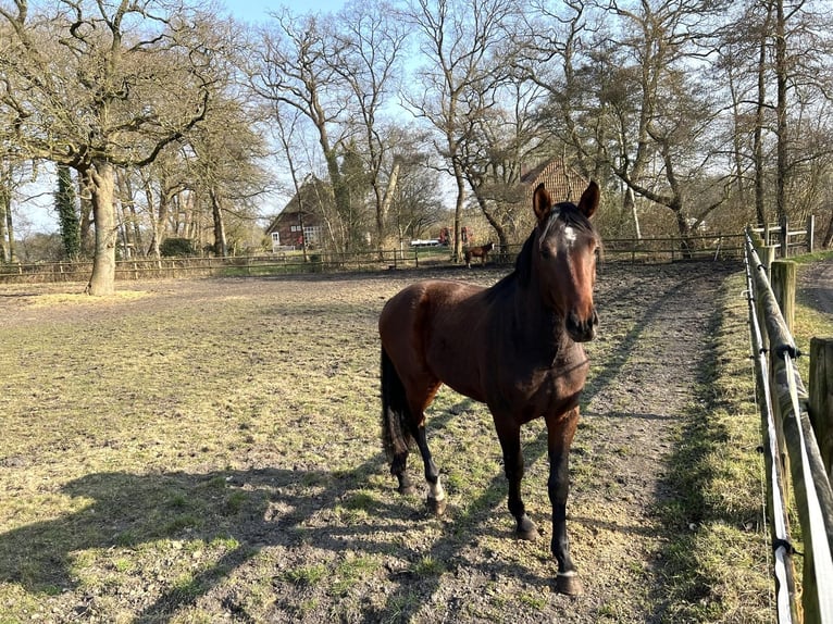 Koń hanowerski Wałach 3 lat 172 cm Ciemnogniada in Worpswede