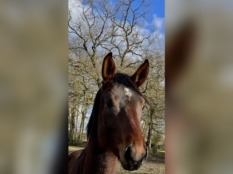 Koń hanowerski Wałach 3 lat 172 cm Ciemnogniada in Worpswede