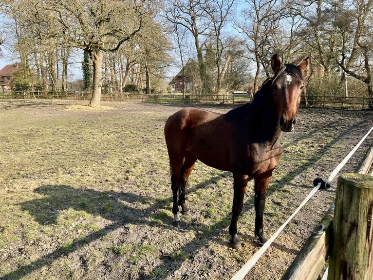 Koń hanowerski Wałach 3 lat 172 cm Ciemnogniada in Worpswede