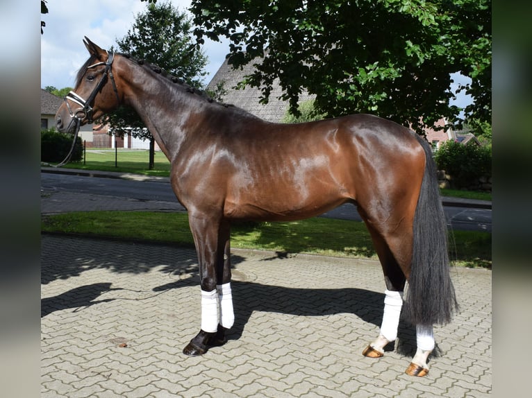 Koń hanowerski Wałach 3 lat 172 cm Gniada in Fredenbeck