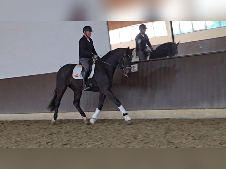 Koń hanowerski Wałach 3 lat 172 cm Skarogniada in Lauenburg