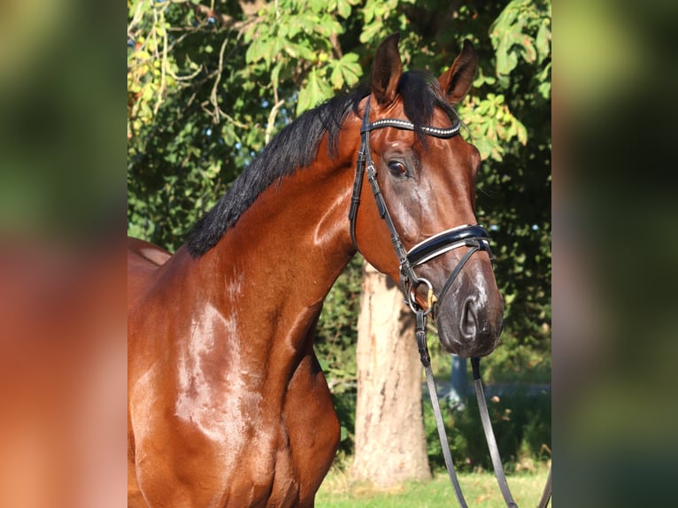 Koń hanowerski Wałach 3 lat 173 cm Gniada in Selsingen