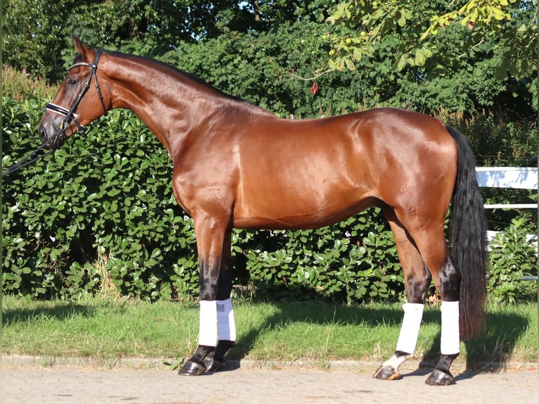 Koń hanowerski Wałach 3 lat 173 cm Gniada in Selsingen