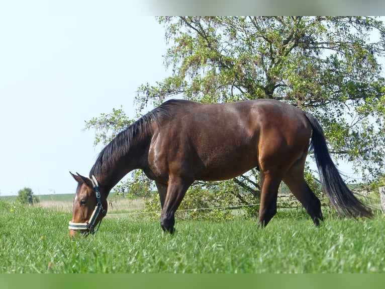 Koń hanowerski Wałach 3 lat 174 cm Gniada in Krummh&#xF6;rn