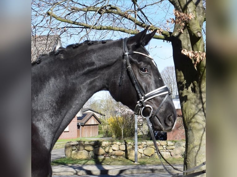 Koń hanowerski Wałach 3 lat 174 cm Kara in Fredenbeck