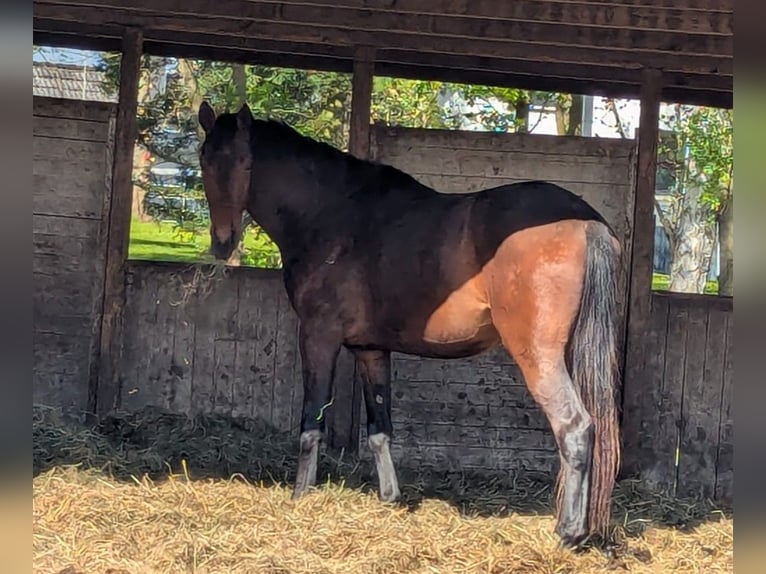 Koń hanowerski Wałach 3 lat 175 cm Ciemnogniada in Ratekau