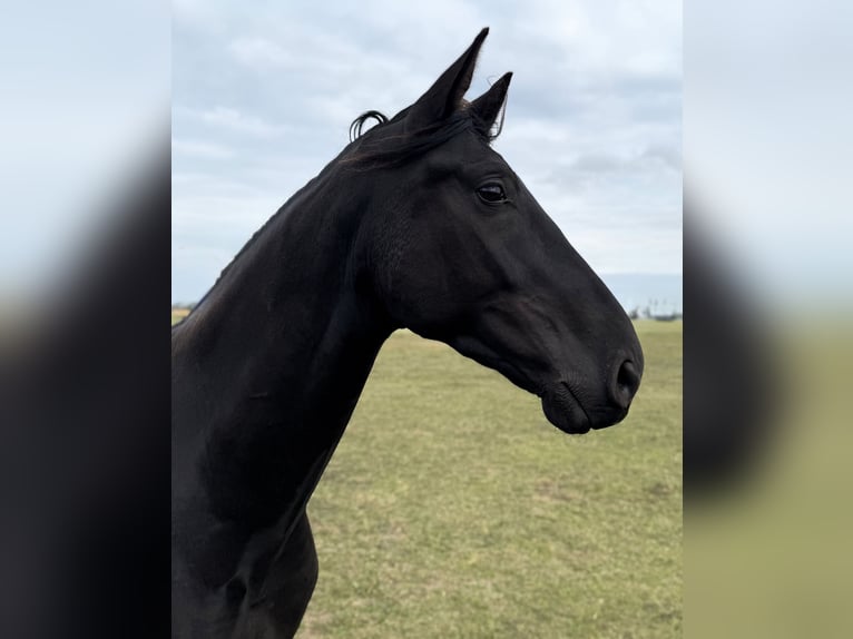 Koń hanowerski Wałach 3 lat 175 cm Kara in Strausberg