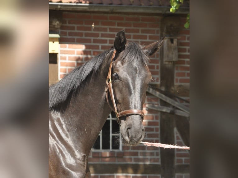 Koń hanowerski Wałach 3 lat 175 cm Kara in Walsrode