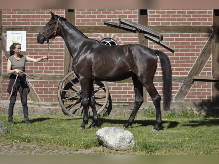 Koń hanowerski Wałach 3 lat 175 cm Kara in Walsrode