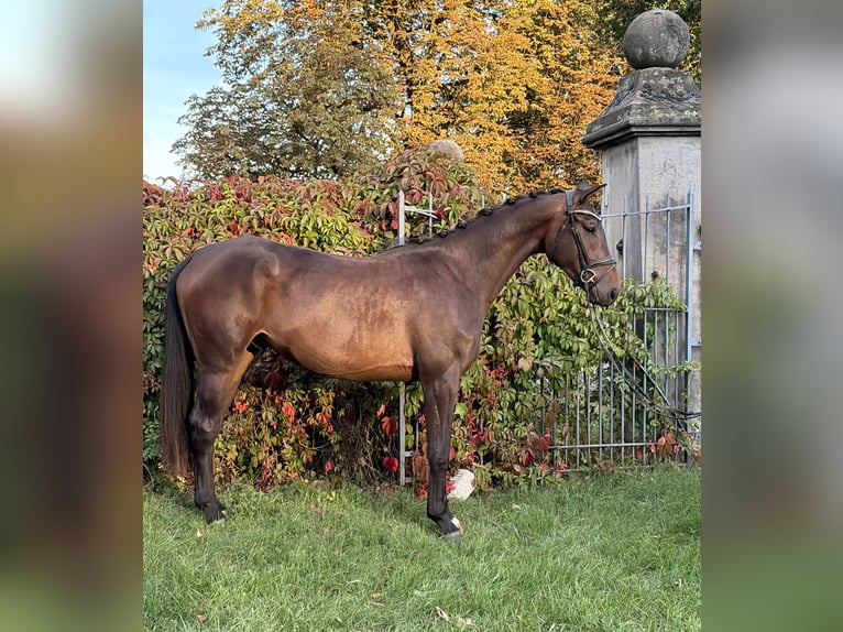 Koń hanowerski Wałach 3 lat 178 cm Gniada in Rosdorf