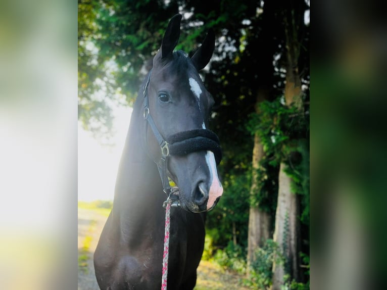 Koń hanowerski Wałach 3 lat Kara in Aurich