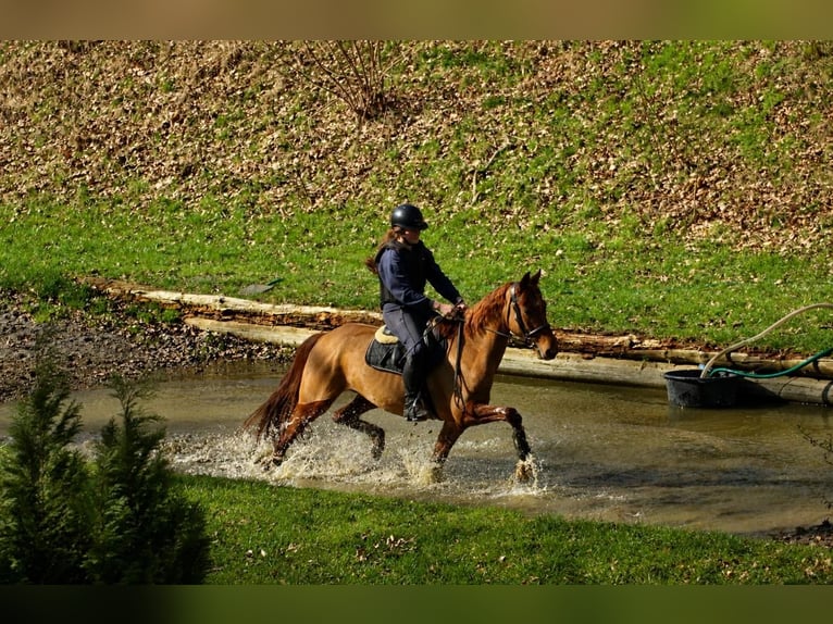 Koń hanowerski Wałach 4 lat 158 cm Kasztanowata in Fürstenau