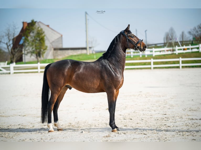 Koń hanowerski Wałach 4 lat 162 cm Gniada in Bar&#x142;omino