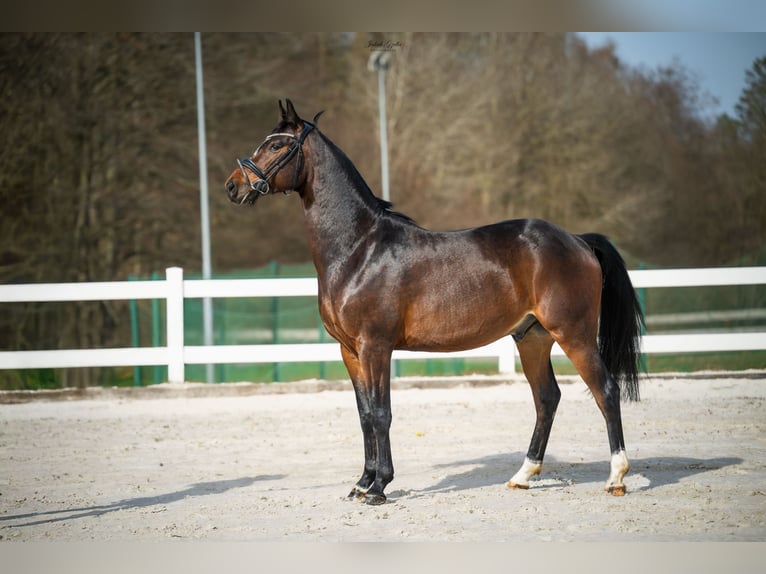 Koń hanowerski Wałach 4 lat 162 cm Gniada in Bar&#x142;omino