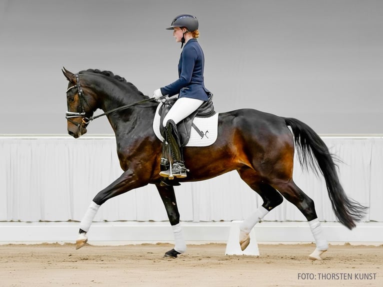 Koń hanowerski Wałach 4 lat 162 cm Gniada in Verden