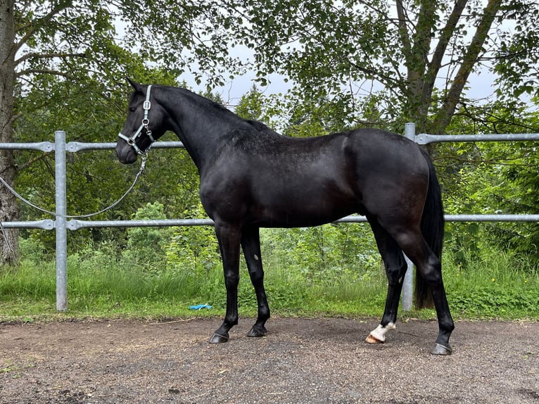 Koń hanowerski Wałach 4 lat 162 cm Kara in Gengenbach
